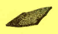 pfanstiehl-carpet_BK.JPG (2363 bytes)